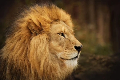 Wallpapers HD Lion: Strength Is All You Can Get From Them – Design ...