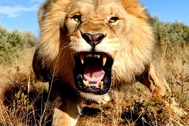 Lion Wallpapers Hd 1080P Widescreen