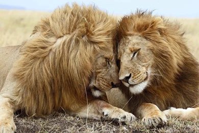 Download Download Lion Wallpapers High Quality Resolution