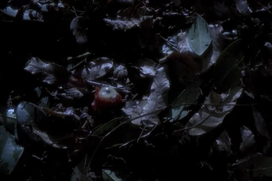 The Gentlemen's Blog To Midnite Cinema: Instant Action: Anaconda ...