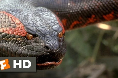 Anaconda (8/8) Movie CLIP Swallowed Whole (1997) HD YouTube