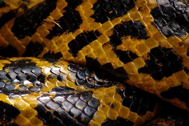 Top Anaconda Movie Wallpapers Wallpapers