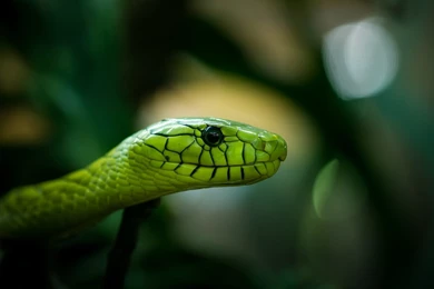 Rough Green Snake Wallpapers HD Download For Desktop