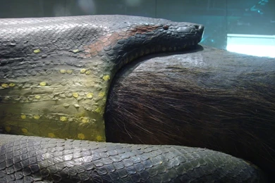 Anaconda Snake Related Keywords & Suggestions Anaconda Snake ...