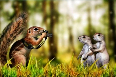 Squirrel Photographer Wallpapers   (