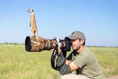 African Ferret Stands Up Meerkats Lens Of Photographer Hd