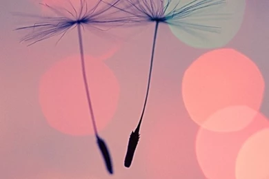 iPhone 5 Wallpapers HD   Retina Ready, Stunning Wallpapers