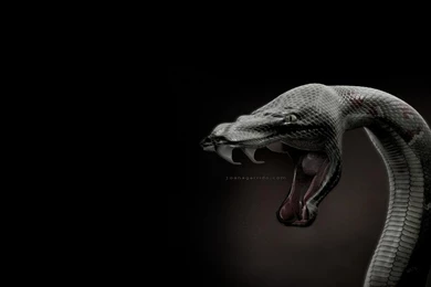 Dangerous Black Snake Wallpapers HD Wallpapers