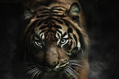 Animals Tigers Smoke Dangerous Wallpapers