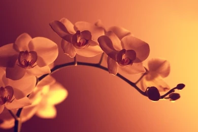 Flowers,sepia Flowers Sepia Monochrome 1920x1200 Wallpapers ...