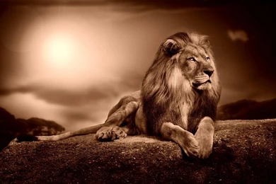 Lion Sepia Wallpapers Free Desktop Backgrounds And Wallpapers