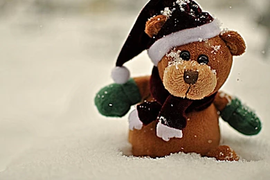 Cute Teddy Bear Love You With Flowers Hd Wallpapers