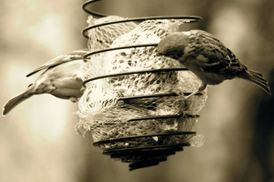 Birds Sepia Sparrow Wallpapers