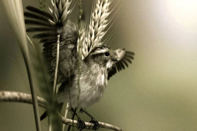 Sepia Bird Scene < 3D Art < Gallery < Desktop Wallpapers
