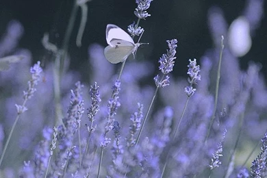 Free Wallpapers, Download Hd Images, Windows Wallpapers, Samsung ...