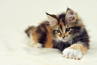 Maine Coon   Wallpaper.
