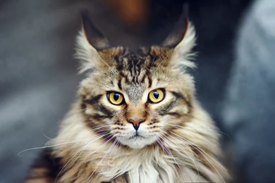 Maine Coon Cat Wallpapers