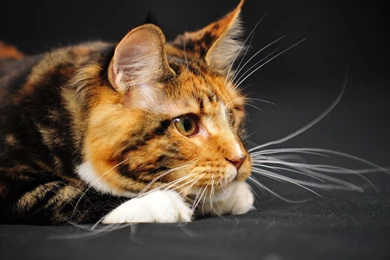 Watching Maine Coon Photo And Wallpaper. Beautiful Watching Maine ...