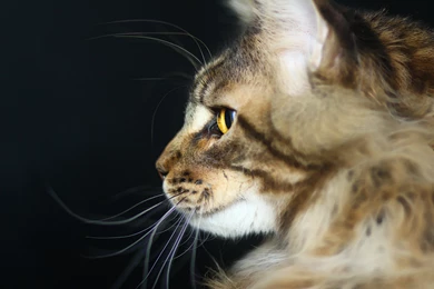 Cat Predator Maine Coon Wallpapers