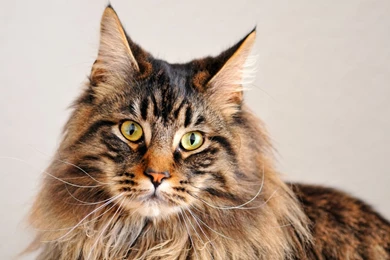 Maine Coon Cats Wallpapers