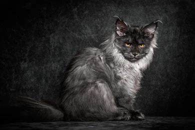 Ultra HD 4K Maine Coon Wallpapers HD, Desktop Backgrounds 3840x2400