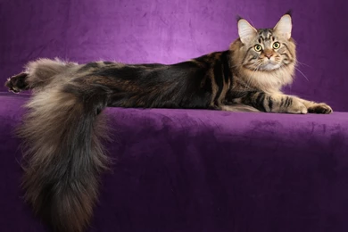 Cat Lies Maine Coon Wallpapers