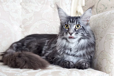Download Wallpapers 2048x1152 Maine Coon, Cat, Fluffy, Chair, Lie ...