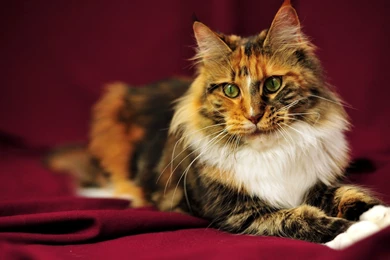 Beautiful, Maine, Coon   Wallpapers – Yoyowall.com