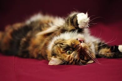 Maine Coon Wallpapers Desktop