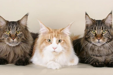 Maine Coon HD Wallpapers, Cat Backgrounds