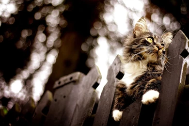 Maine Coon Cats Wallpapers