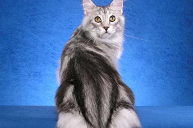 PRETTY MAINE COON CAT WALLPAPER   (