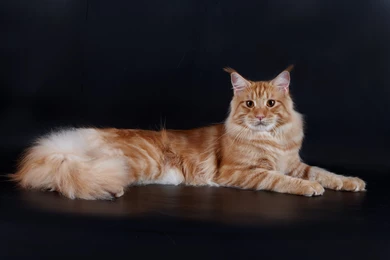 Red Cute Maine Coon Cat Poses Wallpapers And Images   Wallpapers ...