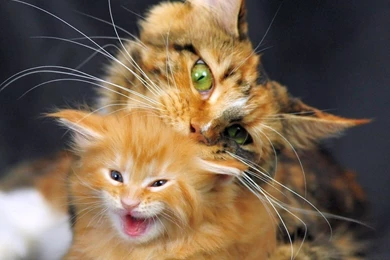 Download Wallpapers 2048x2048 Cat, Maine Coon, Kitten, Spotted New ...