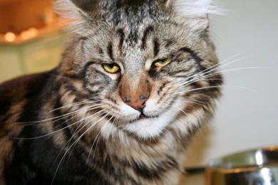 Download Wallpapers 1366x768 Cat, Maine Coon, Face, Frustration ...