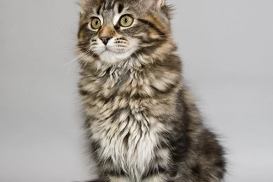 Maine Coon Photos And Wallpapers. Beautiful Maine Coon Pictures
