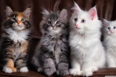 Maine Coon Kittens HD Desktop Wallpapers : High Definition ...