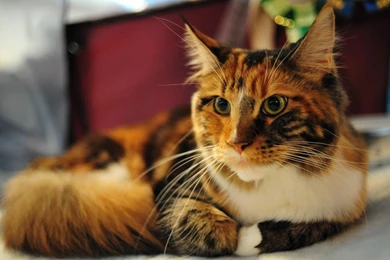 Maine Coon Cat   (