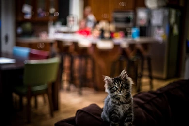 Cute Kid Maine Coon Wallpapers And Images   Wallpapers, Pictures ...