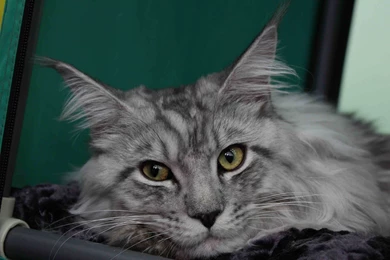 Beautiful Silver Maine Coon Cat Wallpapers And Images   Wallpapers ...