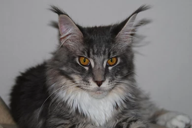 Desktop Wallpapers · Gallery · Animals · The Maine Coon Natural ...