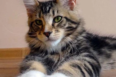 Maine Coon Wallpapers HD Download