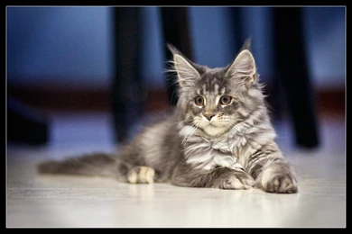 White Maine Coon Cat Blue Eyes Wallpapers Maine Coon Cat Hunting Hd ...