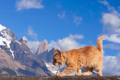 1600x1200 Maine Coon Cat Nature Wallpapers