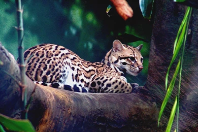 Ocelot Wallpapers And Backgrounds   Animals Town