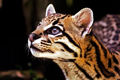 20 Ocelot HD Wallpapers