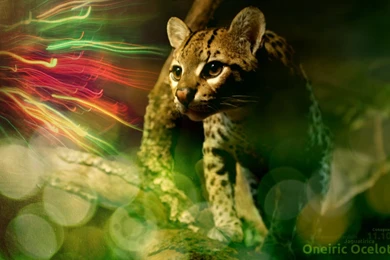 Ubuntu Ocelot Wallpapers By Hink Prod On DeviantArt