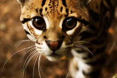 1500x2250px Ocelot