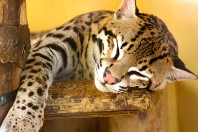 Snoozing Ocelot Wallpapers   2560x1600   790554