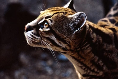 Ocelot